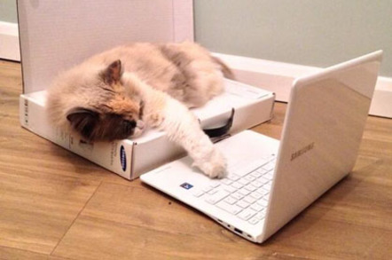 Cat on computer