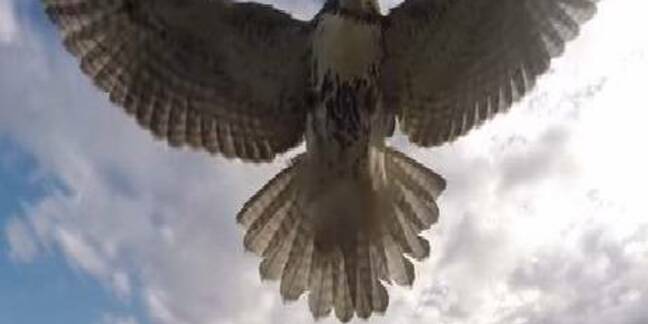 Hawk hits drone
