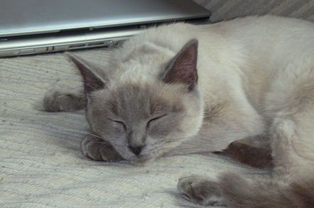 Fluffy grey ragdoll cat relaxes next to laptop.