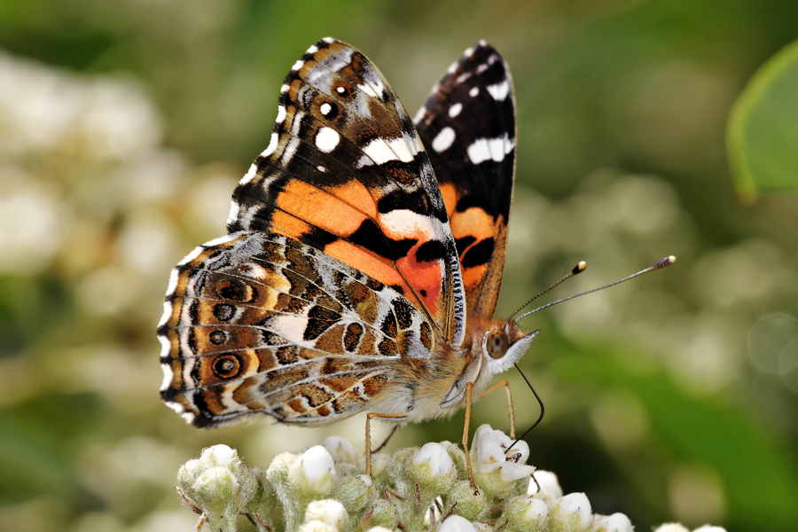 Australian_painted_lady_feeding