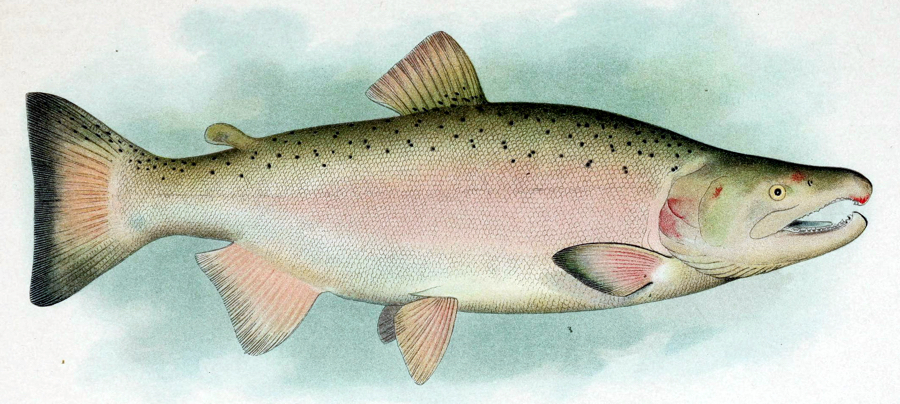 Male breeding Coho Salmon