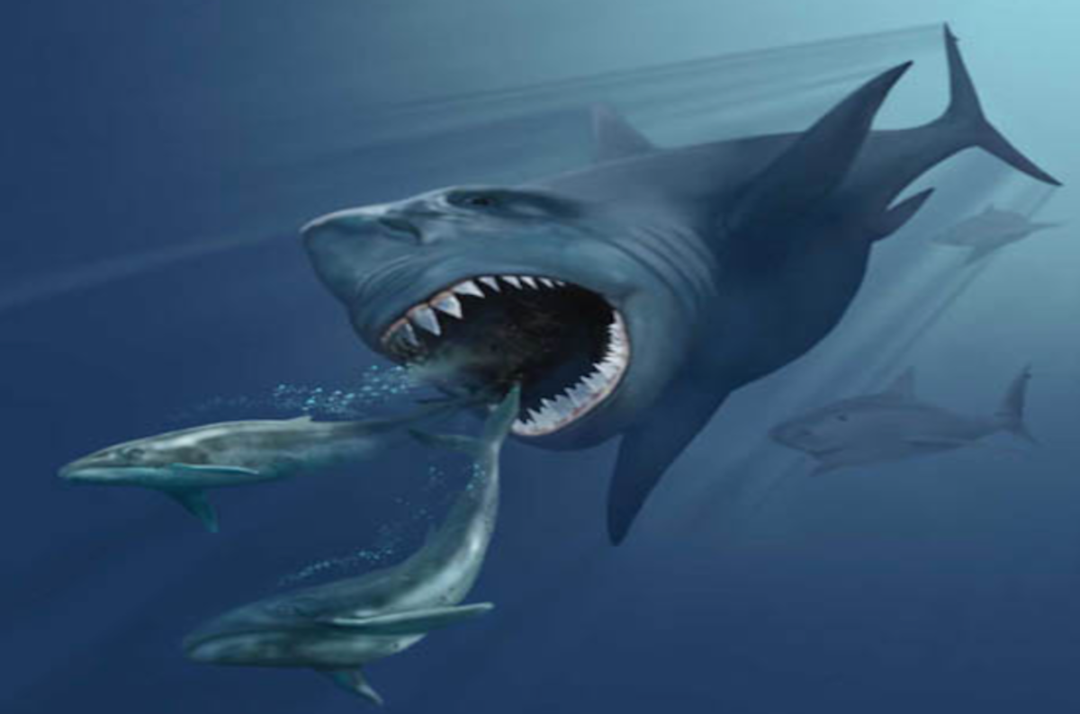HUGE SHARK As Big As A WWII SUBMARINE Died Out Allowing Whales To 