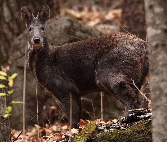 Musk Deer -from WCS