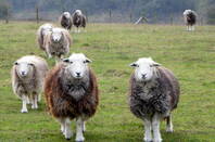 Herdwick sheep walk towards the camera 