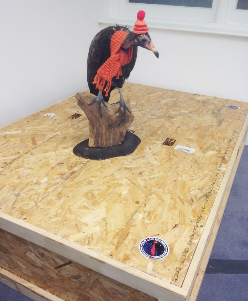 Reg the vulture guards the aircraft's packing case