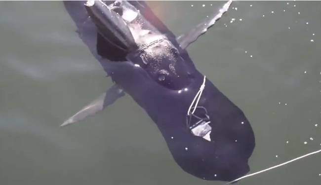 The Navy's robot shark at rest