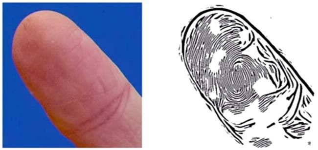 fingerprint