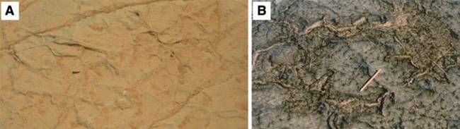 Comparison of fossil strata on Earth and Mars