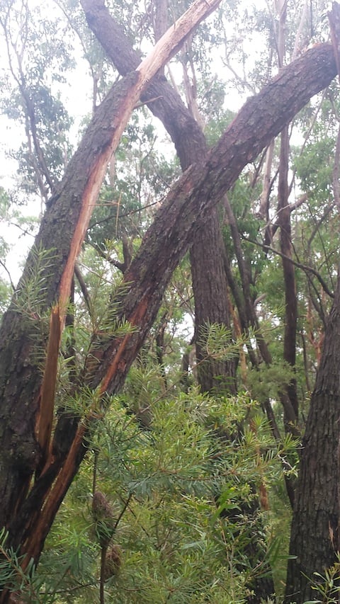 Tree struck by lightning