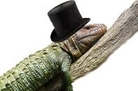 LIZARD WEARING A TOP HAT SITS ON A BRANCH.  Brett Weinstein pic - ALTERED BY JUDE KARABUS - licensed under  CC 3.0 