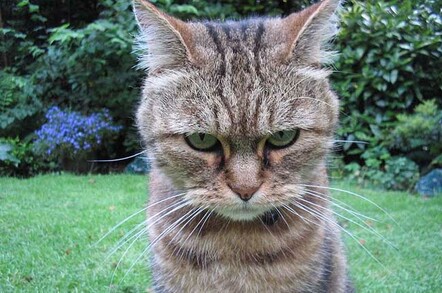 Angry-looking cat. Pic by Guyon Morée from Beverwijk, Netherlands. licensed under the Creative Commons Attribution 2.0 Generic license