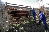 The farmers persuade the bull into a pen
