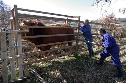 The farmers persuade the bull into a pen