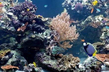 NHM Coral Reef Aquarium