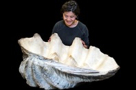 NHM Giant Clam