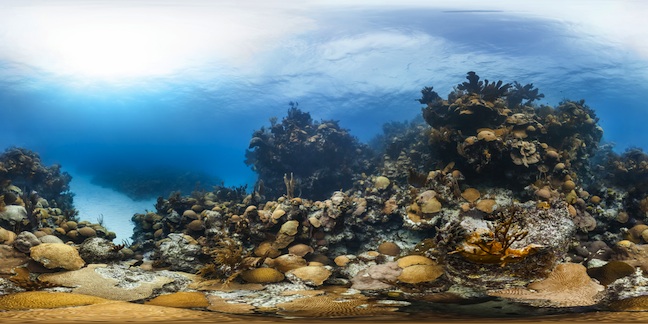 NHM Hourglass Reef Bermuda