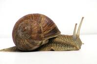 Snail photo Jurgen Schoner CC wikimedia