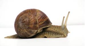 Snail photo Jurgen Schoner CC wikimedia