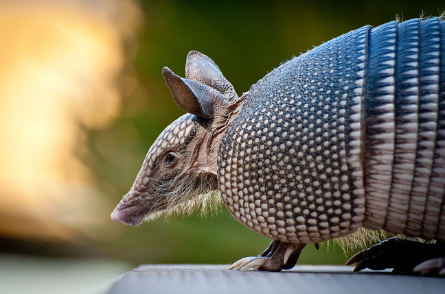 Bloke hits armadillo AND mother-in-law with single 9mm round • The Register
