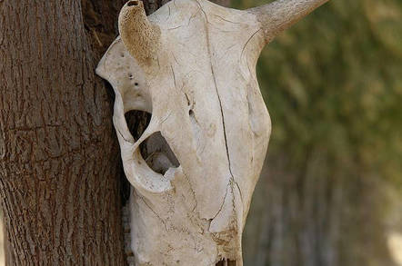 Cow skull