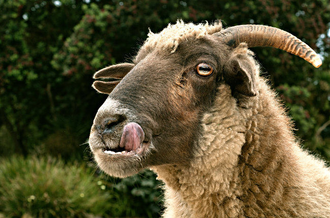 Hungry goat licks lips. Pic: David Goehring