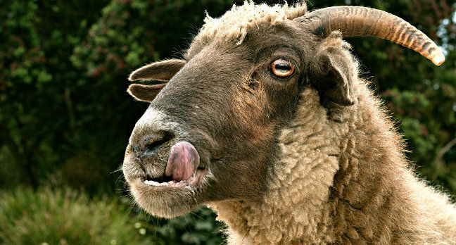 Hungry goat licks lips. Pic: David Goehring