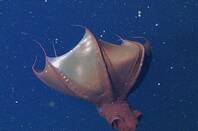Vampire squid