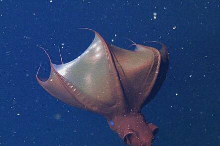 VAMPIRE SQUID romps stun scientists: Unique sex lives revealed • The
