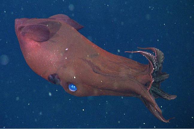 Vampire squid spawning