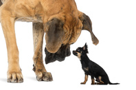 big dog little dog, image Shutterstock