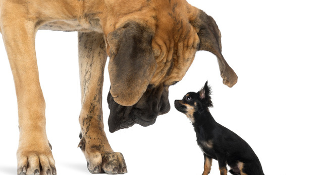 big dog little dog, image Shutterstock