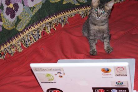 Hacker kitten