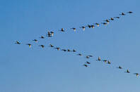 North Pole Visitors by https://www.flickr.com/photos/wolfraven/ CC 2.0 attribution https://creativecommons.org/licenses/by-nd/2.0/