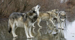 wolves_shutterstock_compressed