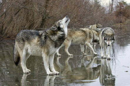 wolves_shutterstock_compressed