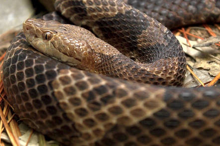 Copperhead