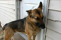 Eavesdroppping Hound by Good Eye Might on Flickr under CC2