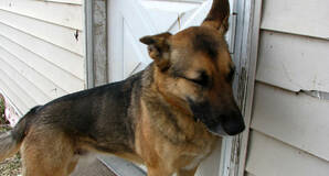 Eavesdroppping Hound by Good Eye Might on Flickr under CC2