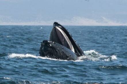 A humpback whale shows its open mouth as it breaches the surface of the sea.