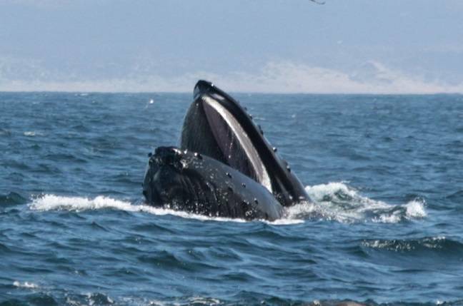 opening problem mouth the open as humpback it A its shows mouth breaches whale opening problem mouth the open as humpback it A its shows mouth breaches whale