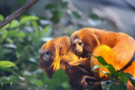 Golden Lion Tamarins huddle together in foliage.