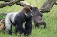 Gorillas by Thomas Wildmann Flickr https://creativecommons.org/licenses/by-sa/2.0/