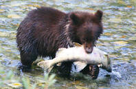 bear_cub_with_salmon