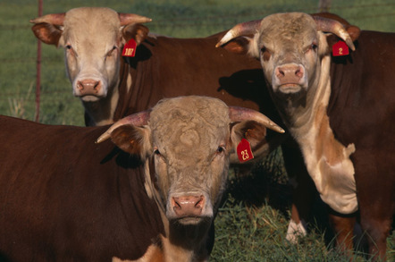 Three cows image via Shutterstock