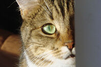 Spy cat Zhuzha. Pic: Mark Vegas