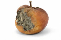 Rotten apple. Pic: Shutterstock (http://www.shutterstock.com/pic-29447929/stock-photo-a-rotten-apple-on-a-white-background.html)