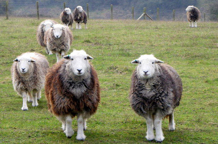 sheep_herwick_648