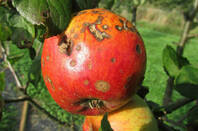 Rotten Apple