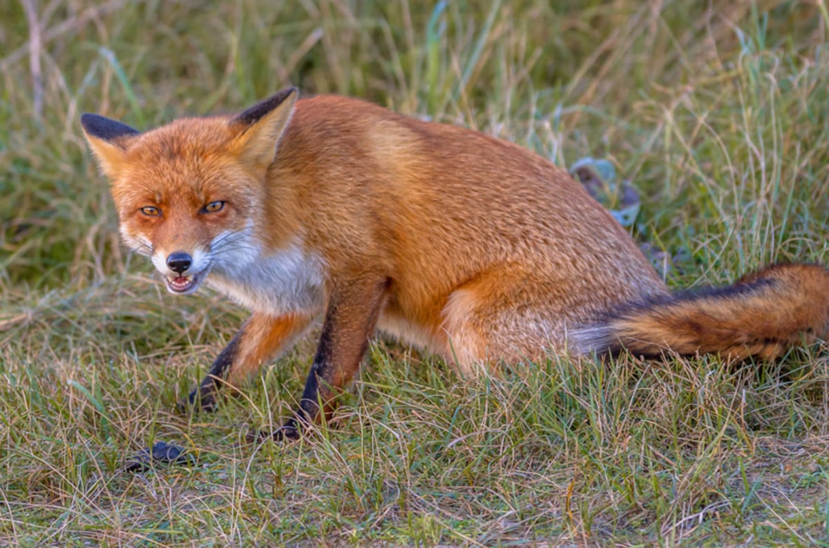 Rampaging fox terrorises rural sports club victim sustains tweaked