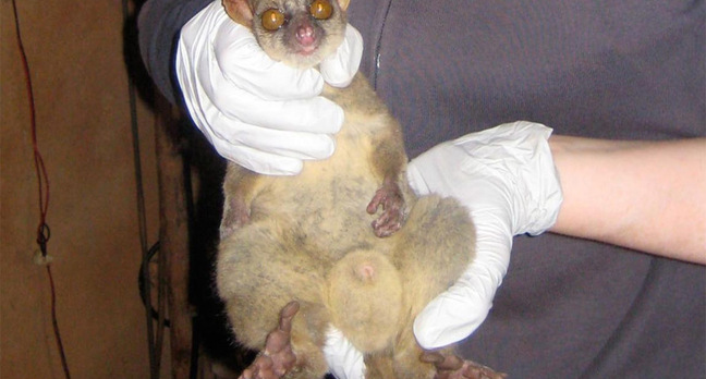 The northern giant mouse lemur and its improbably large testicles. Pic: Melanie Seiler